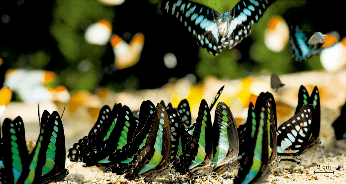 Un rassemblement de papillons de la même espèce